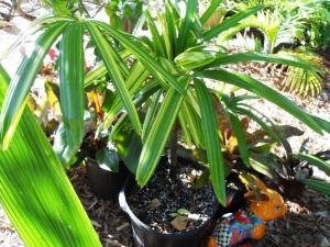Rhapis sp variegated 01 6-20-11.JPG